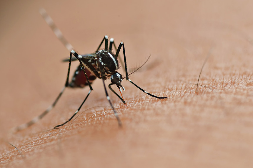 As diferenças entre Dengue, Zika e Chikungunya, segundo o Ministério da Saúde