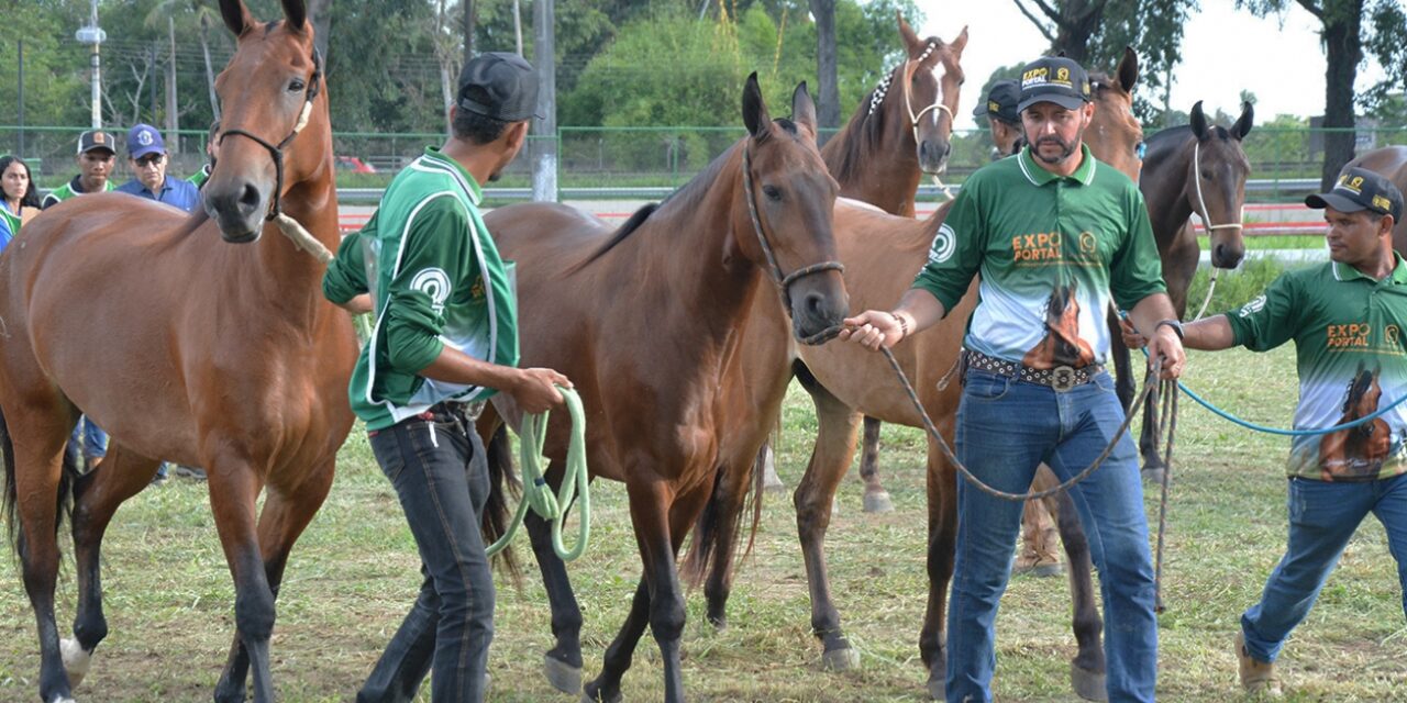 Feira de Santana sedia Expo Portal 2026 e atrai criadores de cavalos de todo o país