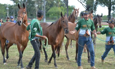 Feira de Santana sedia Expo Portal 2026 e atrai criadores de cavalos de todo o país