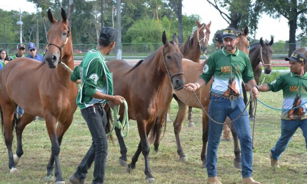 Feira de Santana sedia Expo Portal 2026 e atrai criadores de cavalos de todo o país